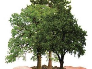 23 de novembro – Dia da Floresta Autóctone.